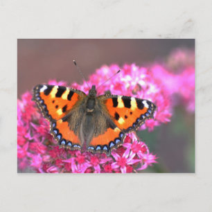 Briefkaart van kleine tortoiseshel vlinder
