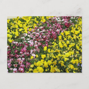 Briefkaart van kleurrijke tuin
