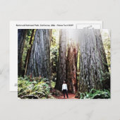 Briefkaart van kustmammoetbomen (Voorkant / Achterkant)