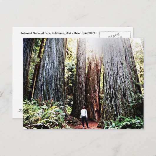 Briefkaart van kustmammoetbomen (Voorkant / Achterkant)