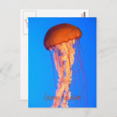 Briefkaart van kwallen (Voorkant / Achterkant)