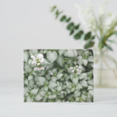 Briefkaart van Lamium maculatum (White Nancy) (Staand voorkant)