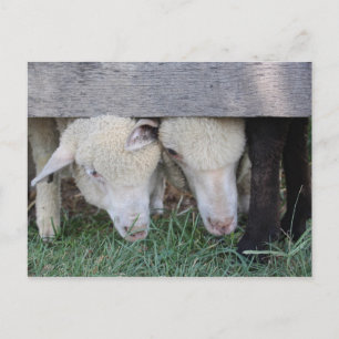 Briefkaart van lammeren