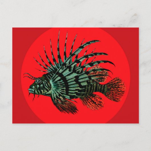 Briefkaart van leeuwen (Voorkant)