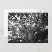 Briefkaart van levensloop (Voorkant / Achterkant)