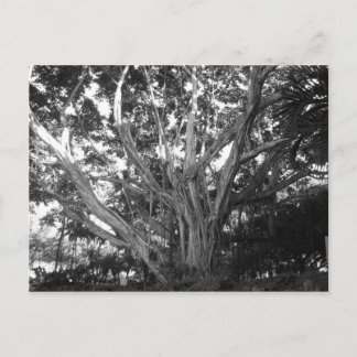 Briefkaart van levensloop