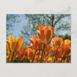 Briefkaart van lichtgevende Oranje Tulpen