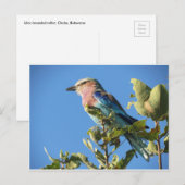 briefkaart van lila gebrande rollen (Voorkant / Achterkant)