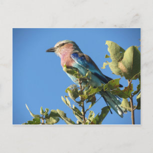 Briefkaart van lila gebrande rollen