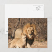 Briefkaart van lion en lion Cub (Voorkant / Achterkant)
