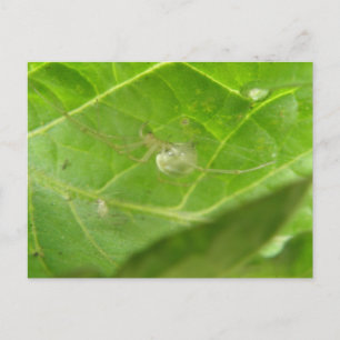 Briefkaart van Little Spider