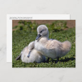 Briefkaart van lomp (Voorkant / Achterkant)