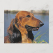Briefkaart van Longhaire Dachshund (Voorkant)