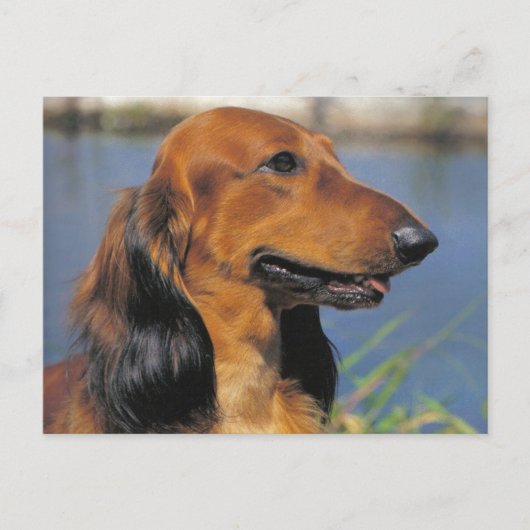 Briefkaart van Longhaire Dachshund (Voorkant)