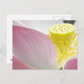 Briefkaart van Lotus flower (Voorkant / Achterkant)