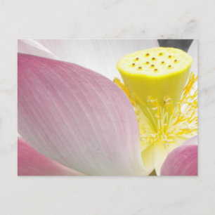 Briefkaart van Lotus flower