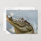 Briefkaart van Louisiana Alligator (Voorkant / Achterkant)