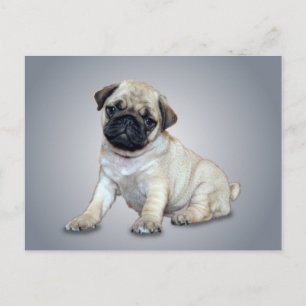 Briefkaart van Lovely Pug