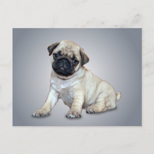Briefkaart van Lovely Pug (Voorkant)