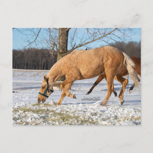 Briefkaart van Lugos krijgen take-out (Voorkant)