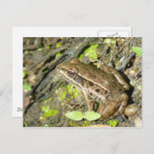 Briefkaart van luipkikker (Voorkant / Achterkant)