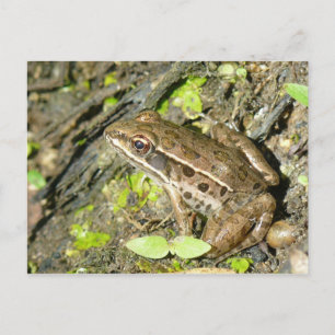 Briefkaart van luipkikker