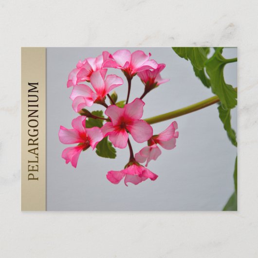 Briefkaart van Lustra Pelargonium (Voorkant)