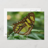 Briefkaart van Malachite Butterfly (Voorkant / Achterkant)