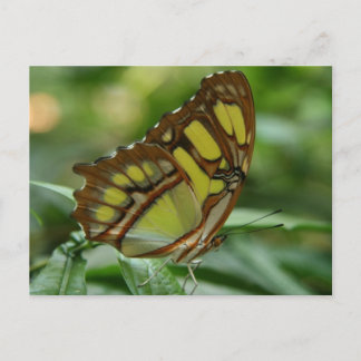 Briefkaart van Malachite Butterfly