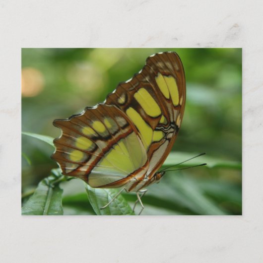 Briefkaart van Malachite Butterfly (Voorkant)