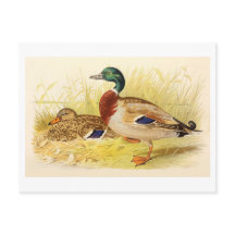 Briefkaart van Mallard Ducks