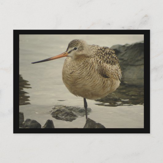 Briefkaart van Marbling Godwit (Voorkant)