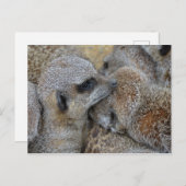 Briefkaart van Meerkats (Voorkant / Achterkant)
