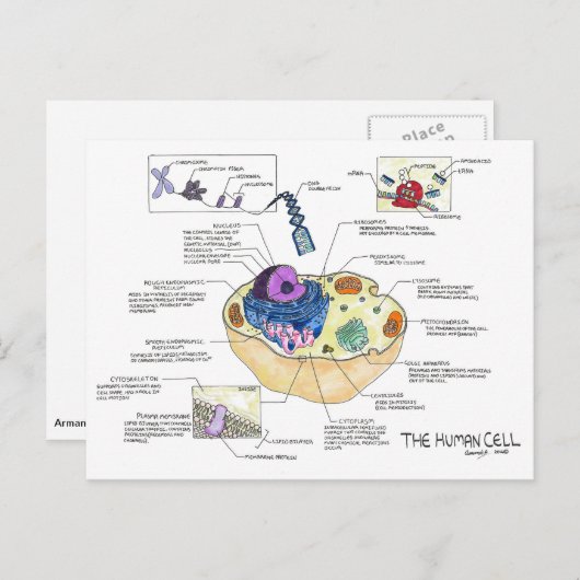 Briefkaart van menselijke cellen (Voorkant / Achterkant)