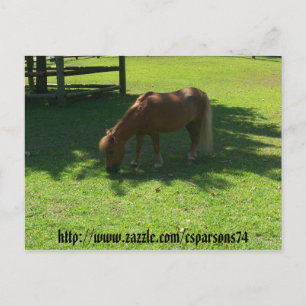 Briefkaart van Mini Horse