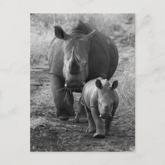 Briefkaart van moeder en Baby Rhino (Voorkant)