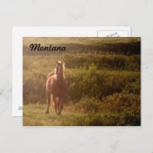 Briefkaart van Montana Horse (Voorkant / Achterkant)