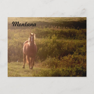 Briefkaart van Montana Horse