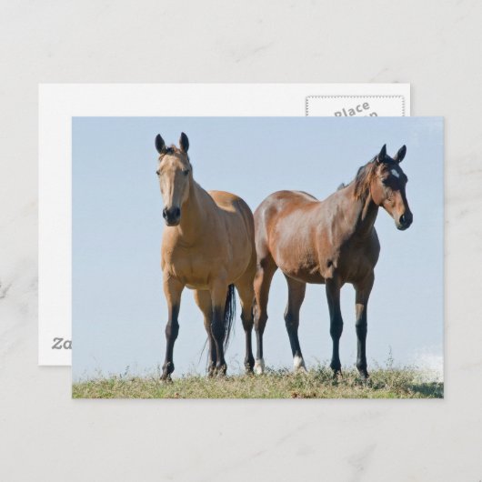 Briefkaart van Mustang Horse Pair (Voorkant / Achterkant)