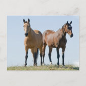 Briefkaart van Mustang Horse Pair (Voorkant)