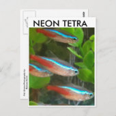 Briefkaart van Neon Tetra (Voorkant / Achterkant)
