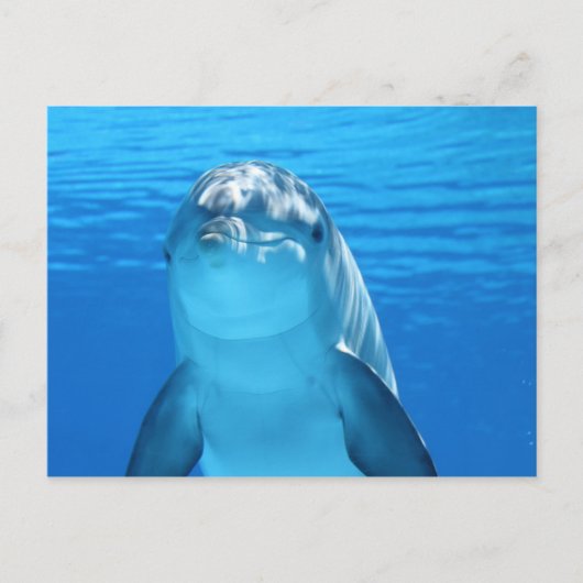briefkaart van oceaandolfijnen (Voorkant)