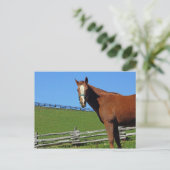 Briefkaart van paarden (Staand voorkant)