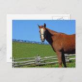 Briefkaart van paarden (Voorkant / Achterkant)