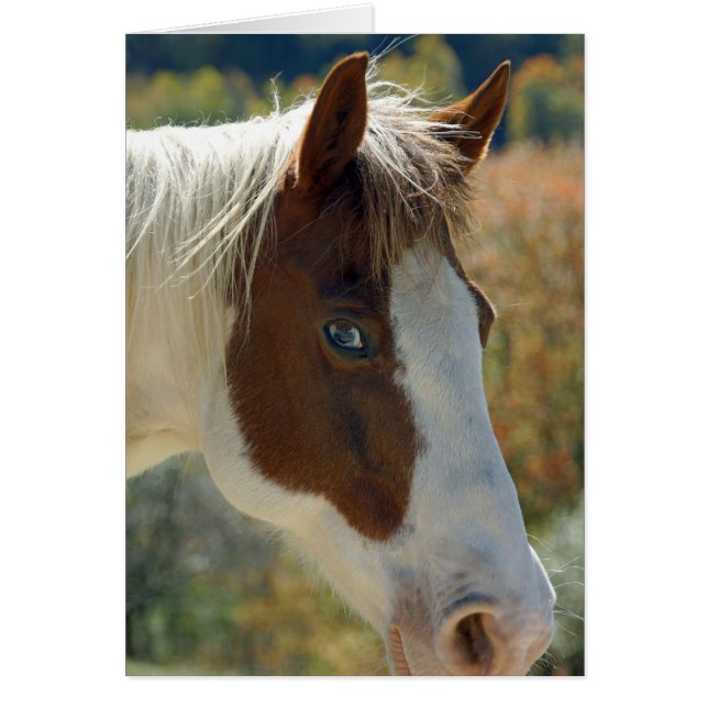 Briefkaart van paarden (Voorkant)