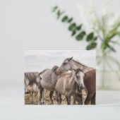 Briefkaart van paarden (Staand voorkant)