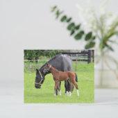 Briefkaart van paarden (Staand voorkant)