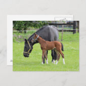Briefkaart van paarden (Voorkant / Achterkant)