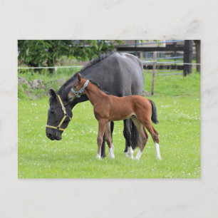 Briefkaart van paarden