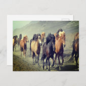 Briefkaart van paarden (Voorkant / Achterkant)